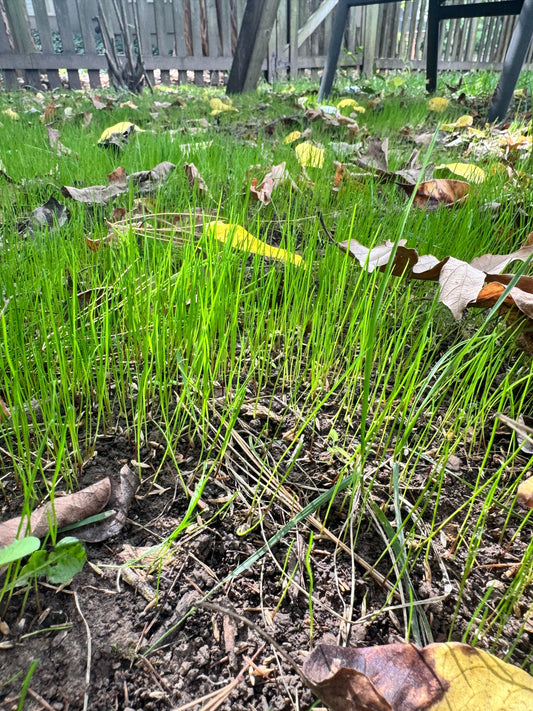 Organic Fertilizer for Grass Seed: What to Use and When to Apply It