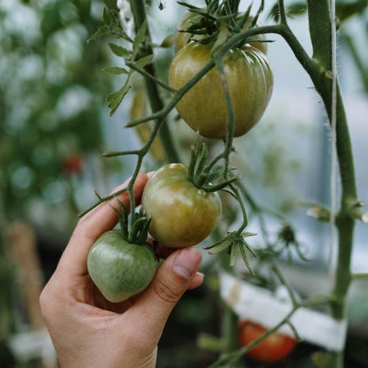Succession Planting Calendar: Plan Your Continuous Harvest