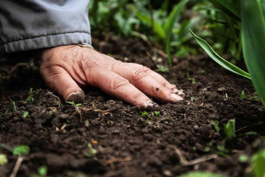 Gemmatimonadetes: The Desert-Adapted Microbe That Thrives When Soil Dries Out