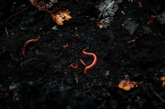 Earth's Natural Ways It Regenerates Soil For Easy Plant Growth