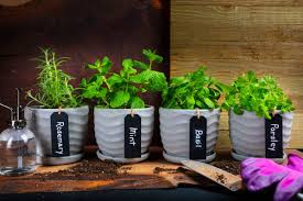 How to Grow Organic Herbs That Actually Taste Like Something