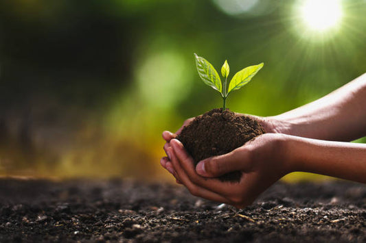 Variovorax: The Ethylene Manager That Keeps Transplant Shock From Killing Your Plants