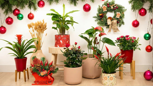 Plant Parent Gift Guide: Organic Plant Care Essentials