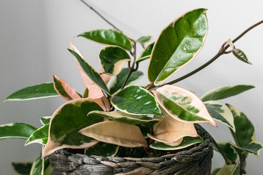 Hoya Care: The Rewarding Slow-Grower