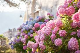 Hydrangea Fertilizer: What to Use and When (So You Don't Kill the Blooms)
