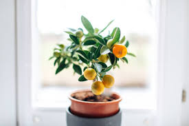 Indoor Citrus Tree Care During Winter: Keep Your Trees Thriving All Season