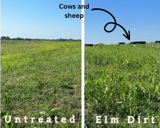 Organic Fertilizer vs. Synthetic: The Long-Term Soil Health Study