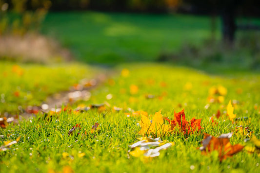 The Complete Fall Lawn Recovery Guide (For Every Grass Type)