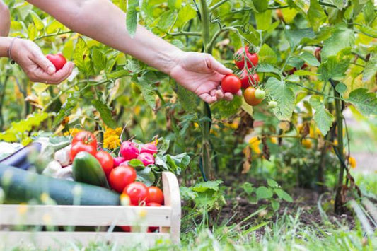 How to Extend Your Harvest by 6 Weeks Using Succession and Organic Feeding