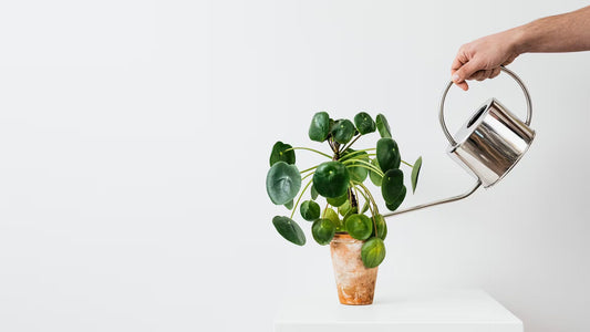 Leachate vs Worm Tea: Why One Helps Plants and One Hurts Them