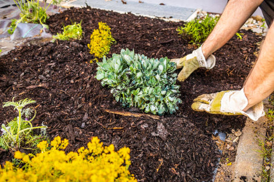 Perennial Garden Prep: How to Put Your Beds to Bed and Wake Them Up Better in Spring