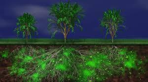 Bosea: The Sulfur-Cycling Microbe That Feeds Plants When Nothing Else Can