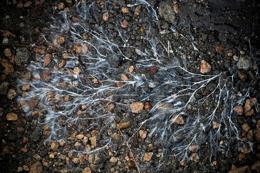 Lactobacillus in Soil: Why These Probiotic Bacteria Are Your Garden's Secret Weapon