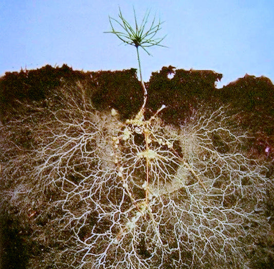 Nitrogen Cycle in Gardens: Beyond NPK Numbers Explained