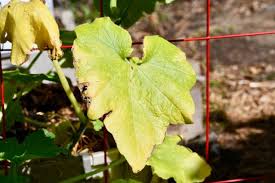 How to Read Your Plants: 12 Leaf Signs That Tell You Exactly What's Wrong