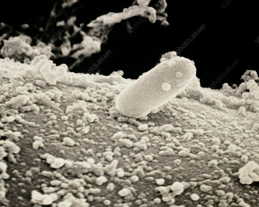 Citrobacter: The Versatile Bacteria Improving Garden Soil Health
