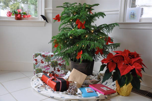 Norfolk Pine Plant Food: Christmas Tree Care All Year Long