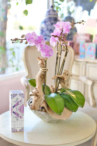 Valentine's Day Plants That Last (Unlike Cut Flowers)