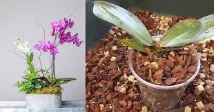 Orchid Bark vs Regular Bark: Why Your Orchids Need the Right Medium