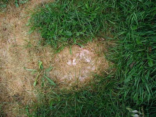 Why Your Lawn Has Bare Spots and How to Fix Them Organically