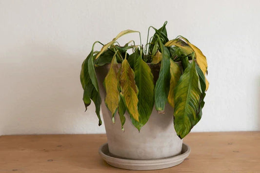 Overwatered Plants: Can the Right Plant Food Help Recovery?