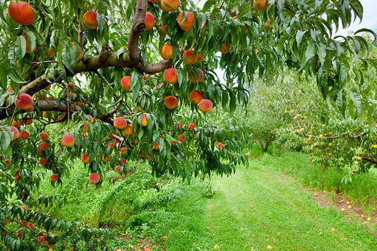 Best Organic Fertilizer for Fruit Trees (By Fruit Type — Citrus, Stone Fruit, Berries)