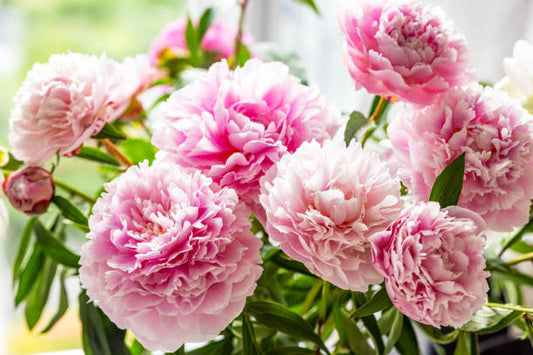 Peony Care: How to Feed Them for Those Big, Gorgeous Blooms