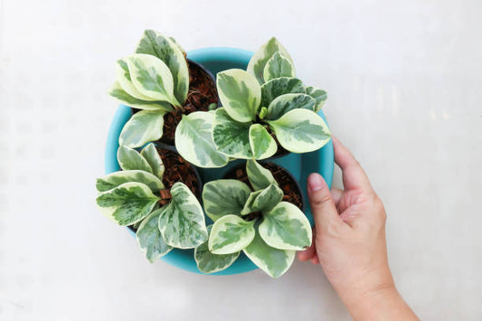 Peperomia Care: The Radiator Plant Collection