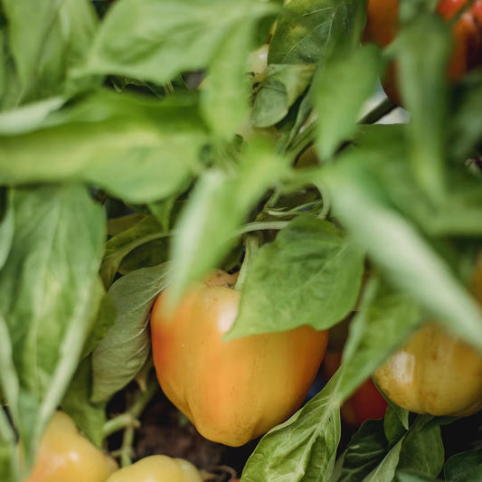 Organic Fertilizer for Peppers: Why They Need More Calcium Than You Think