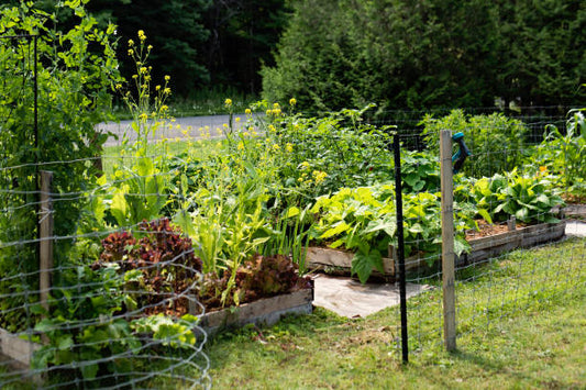 How to Use Plant Juice for Easy Gardening