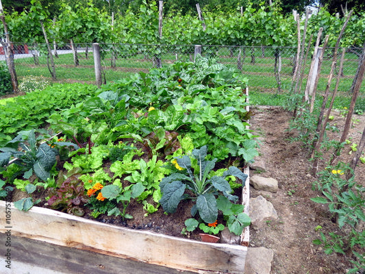 Companion Planting Chart: 20 Perfect Pairs for a Pest-Free Garden