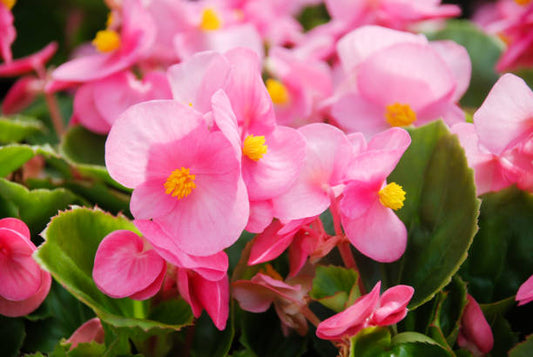 Begonia Fertilizer: Organic Care for Continuous Blooms