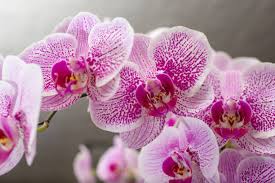 Orchid Fertilizer Timing: Why Most People Get It Wrong (And When to Actually Feed)