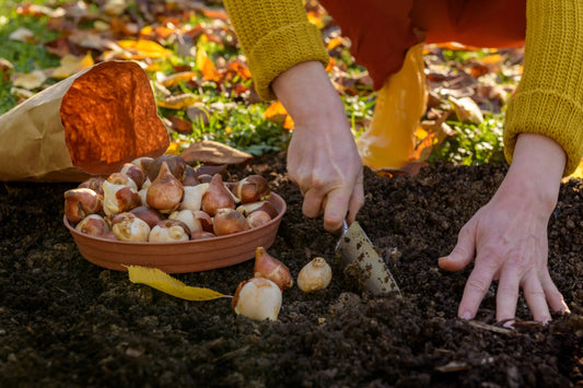 Garlic Planting Season Is Coming: Here's How to Prep Your Bed Right Now