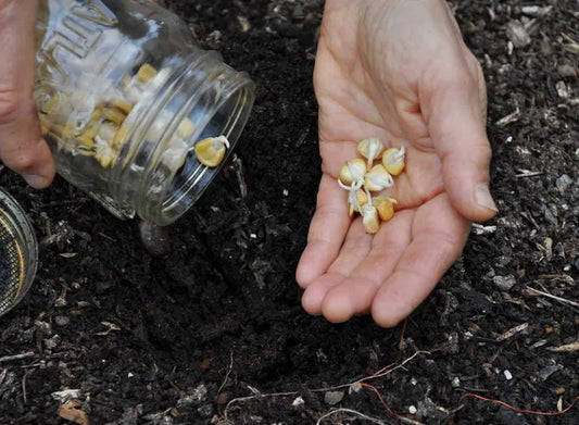 Pre-Sprouting Seeds: The Germination Guarantee
