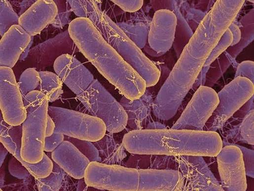 Rhodopseudomonas: The Purple Bacteria That Helps Your Soil Cycle Carbon
