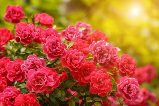 How to Get More Blooms on Your Roses, Naturally