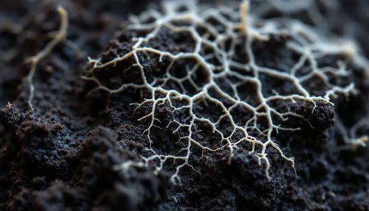 Devosia: The Root-Colonizing Microbe That Acts Like a Plant's Personal Bodyguard