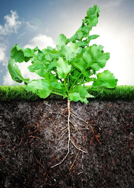 Liquid Fertilizer vs. Granular: Which One Actually Works Better?