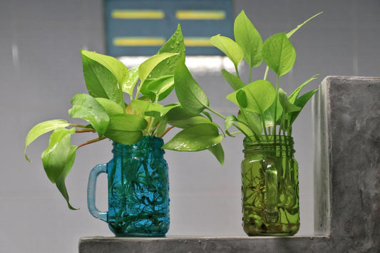 Scindapsus vs. Pothos: Telling the Difference