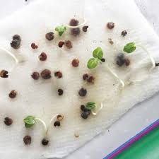 Seed Viability Testing: Are Your Old Seeds Still Good?