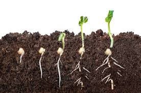 The Science Behind Healthy Soil: What Soil Biology Actually Does for Your Plants