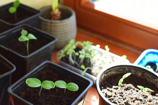 Seed Starting Supplies Checklist: What You Actually Need