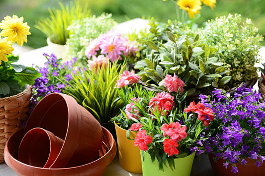 Container Gardening 101: Growing Bountiful Vegetables on a Patio