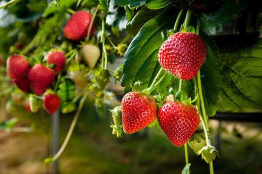 Growing Strawberries in Raised Beds: The Organic Guide to a Better Harvest