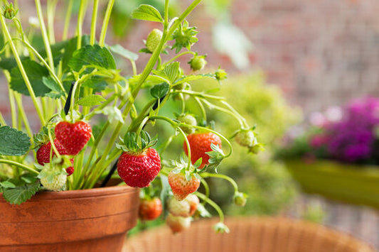 How to Grow Strawberries in Containers and Get Fruit the First Year