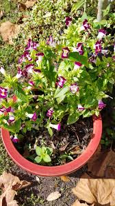 Why Your Flowers Are Green and Leggy Instead of Full and Blooming