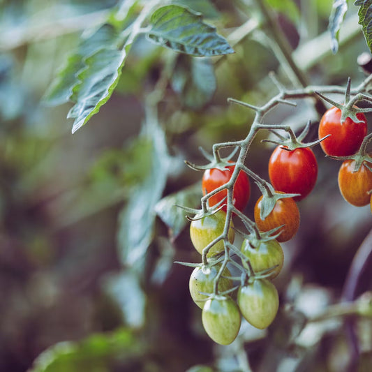 Starting Tomatoes from Seed: Week-by-Week Guide