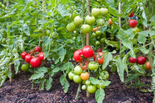 How to Fertilize Tomatoes Organically for a Bigger Harvest