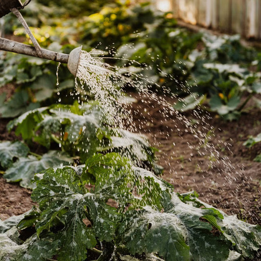 Natural Plant Booster: Organic Alternatives to Chemical Growth Enhancers